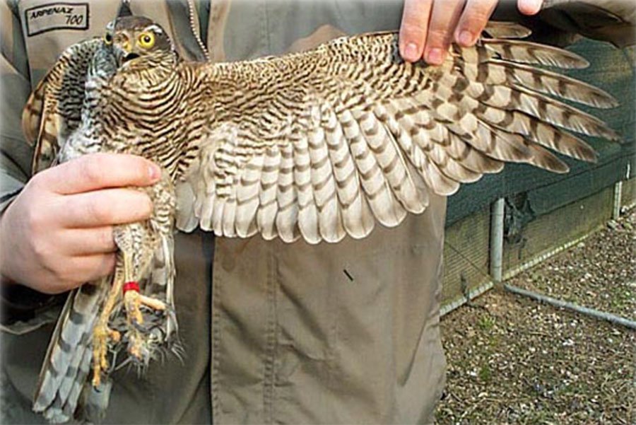 Tortolì: isolato il virus della febbre Nilo