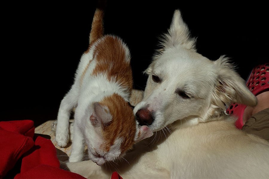 Sorgono: due ausiliari specializzati da impiegare nel servizio veterinario