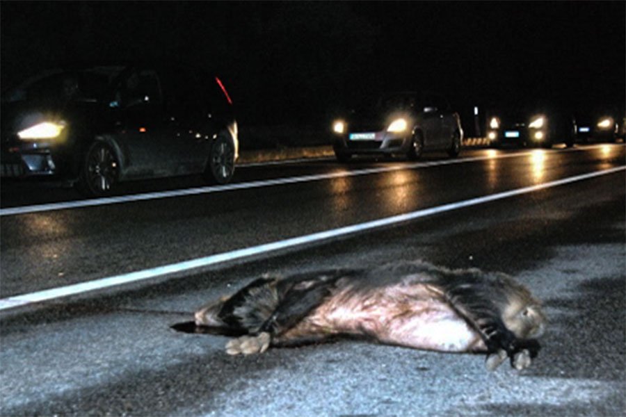 Porcabros e traos in s’istatale 131. Duos intzidentes in pagas dies