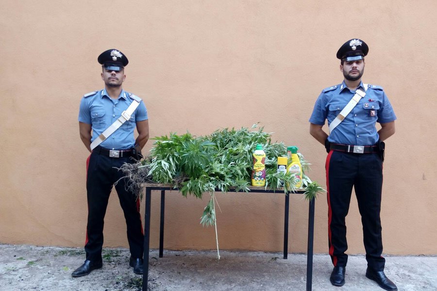 Due fratelli nei guai per coltivazione di marijuana