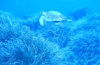 L'esemplare di Caretta caretta salvato nelle acque di Orosei