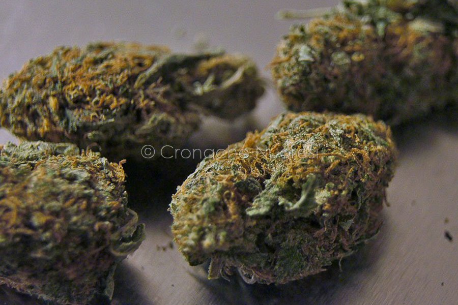 Droga: sei giovanissimi denunciati per detenzione ai fini di spaccio di marijuana