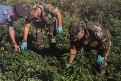 I Carabinieri durante l'estirpazione della marijuana