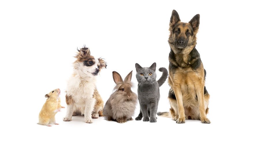 A Nuoro apre il primo PetStore Conad in Sardegna