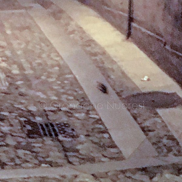 Interrogazione urgente al Sindaco di Saiu sui topi in città: una vera e propria emergenza sanitaria