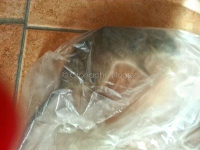 Uno dei ratti rinvenuto all'interno di un appartamento a Nuoro