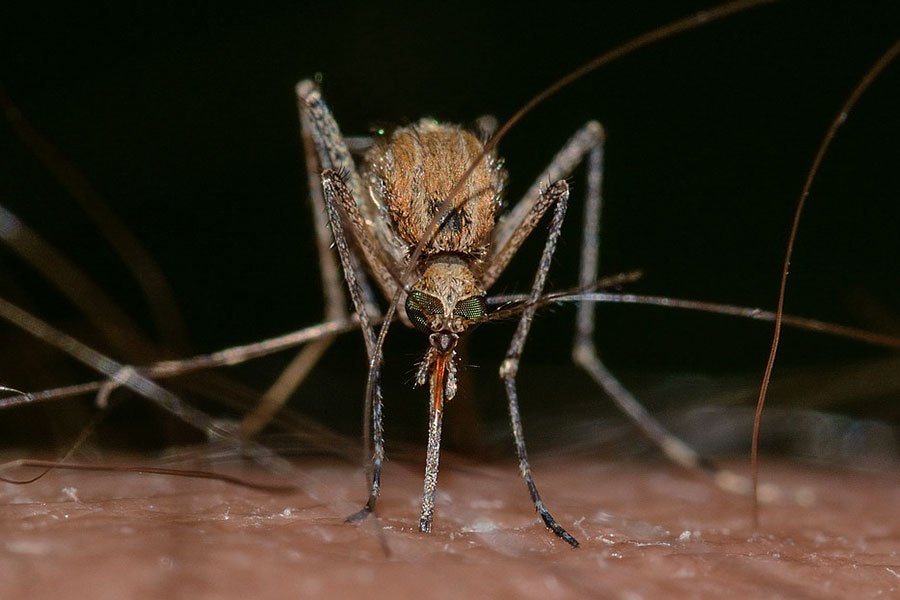 Un nuovo caso di malaria rilevato nel nord Sardegna