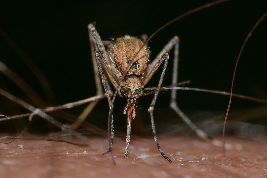 West Nile. Nuovo caso nell’Oristanese: contagiato un 75enne