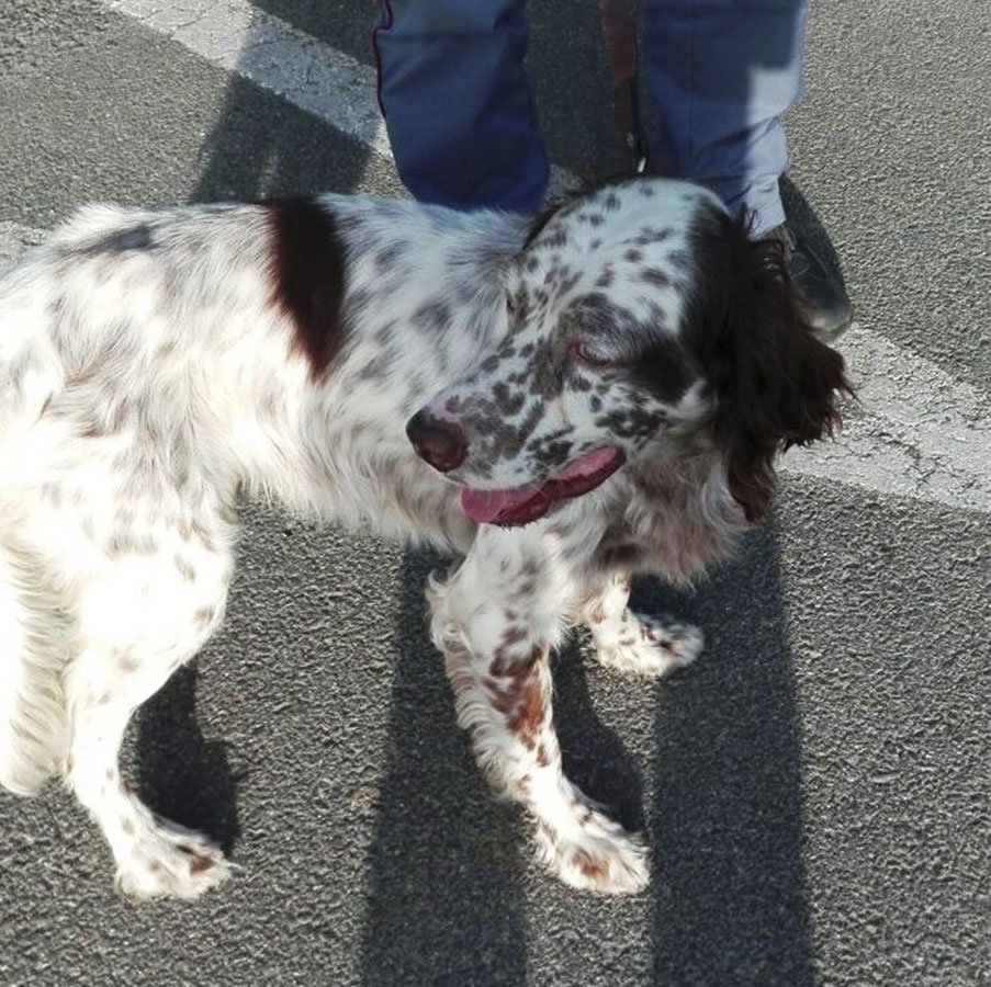Cane incastrato in una recinzione: salvato dagli agenti della Polizia
