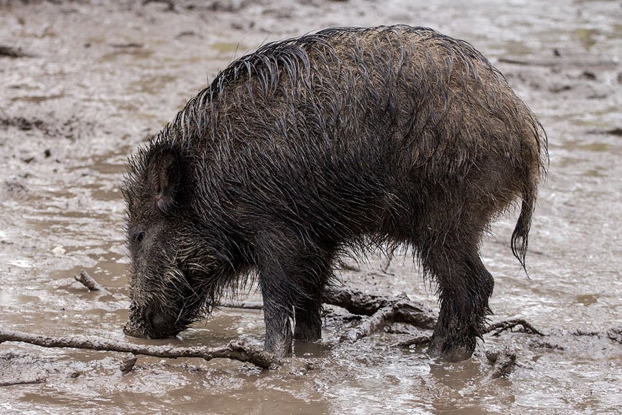 In Ogliastra arriva il via libera dall’ASL per la caccia al cinghiale