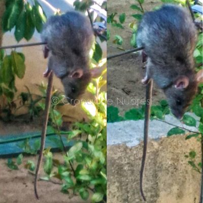 Il ratto appena stordito da un gatto