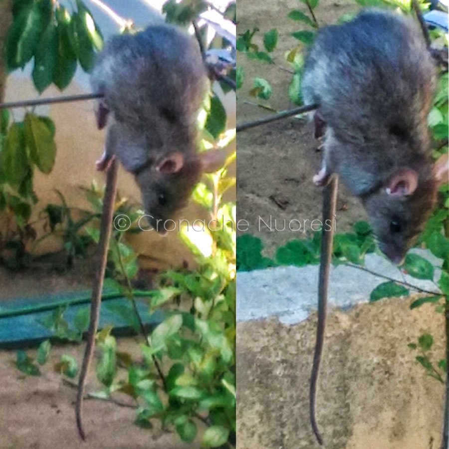 Emergenza ratti in città. La testimonianza di un lettore: un esemplare di 50 cm a Funtana Buddia