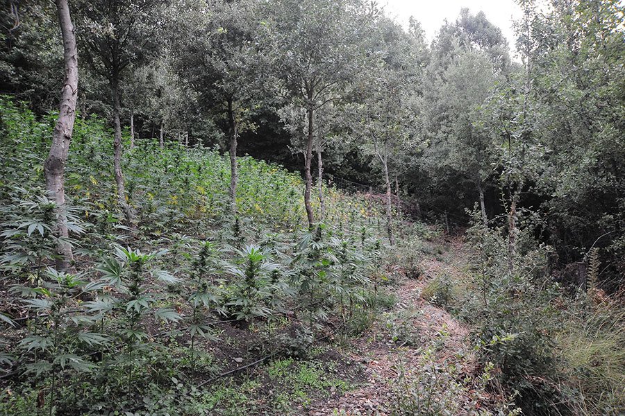 Desulo: sotto sequestro oltre 450 piante di marijuana occultate nella fitta vegetazione