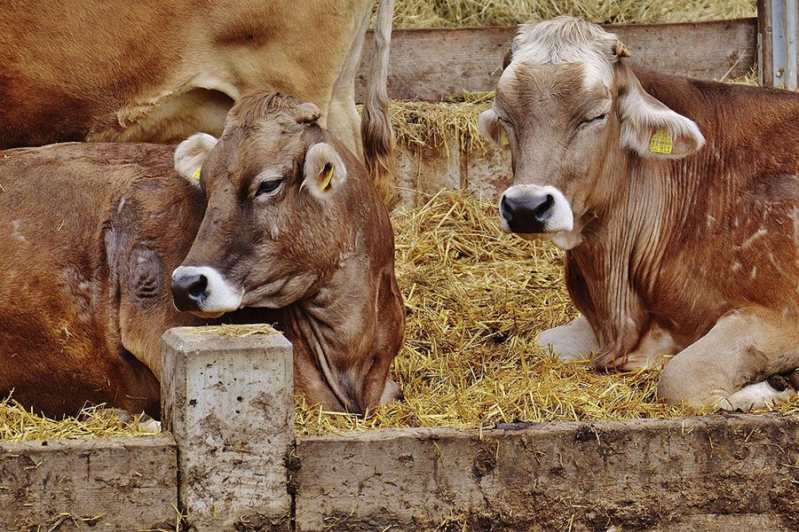 Latte contaminato: vertice in Regione sui controlli dei mangimi utilizzati negli allevamenti