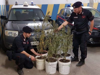 La marijuana sequestrata dai Carabinieri