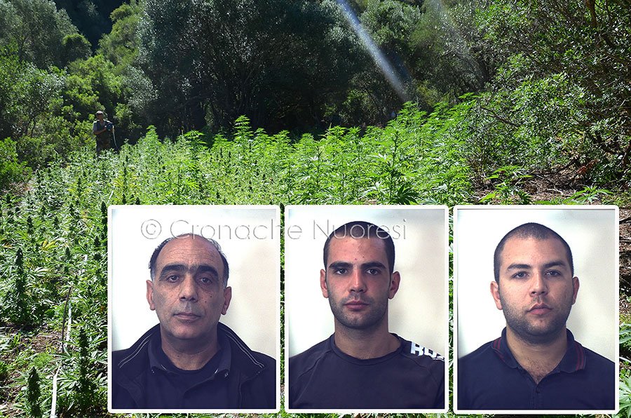 Identificati e arrestati tra Orune e Orgosolo i responsabili di una piantagione di 600 piante di marijuana