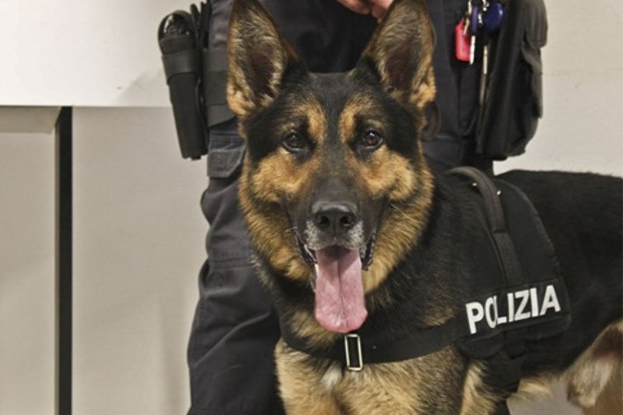 Droga nella casa di reclusione di Is Arenas, scovata grazie al fiuto di Jetro e Jesson