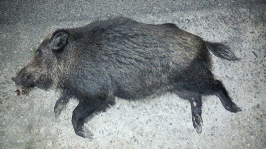 Cinghiali in strada. Caccia indiscriminata inefficace: la soluzione è nei fondi per la prevenzione