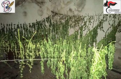 La marijuana posta ad essiccare ad Arzana