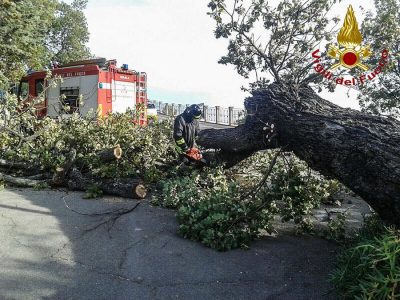 Un Viglile del fuoco al lavoro per la rimozione dell'albero