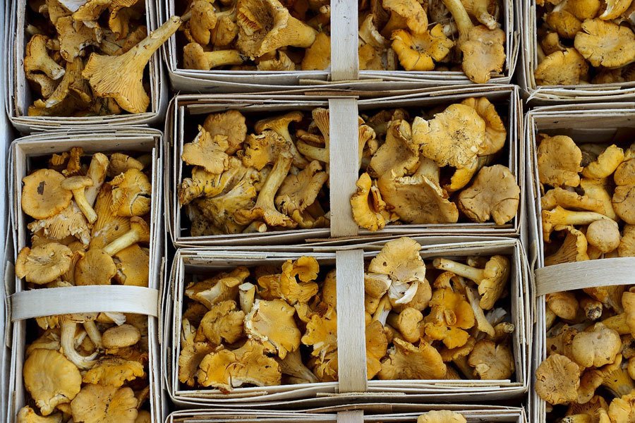 Al via la seconda edizione della manifestazione Fungus in Tabula