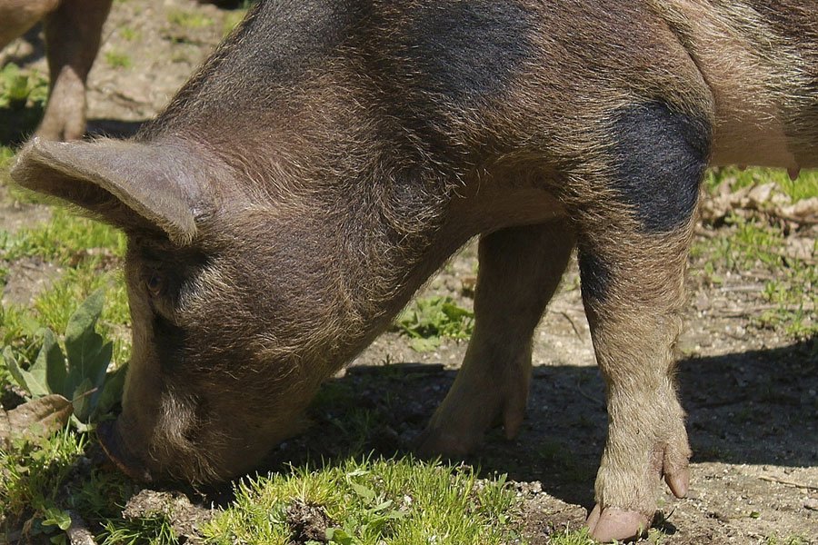 Peste suina: nuovo focolaio scoperto a Seui