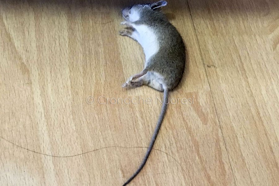 Nuoro: topo trovato morto al Centro per l’impiego di via Ballero