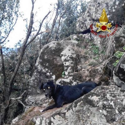 Attriviu, il cane messo in salvo dai Vigili del fuoco