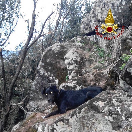 Cane da caccia nei guai messo in salvo dai Vigili del fuoco