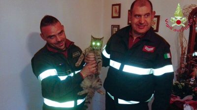 Il gattino tratto in salvo dai VVF