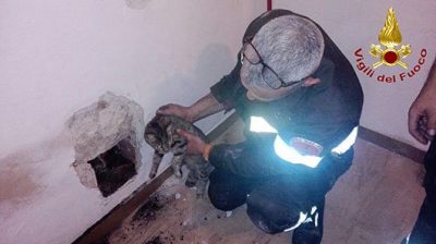 Il gattino tratto in salvo dai VVF