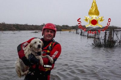 Cane tratto in salvo dai Vigil del fuoco