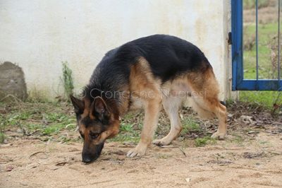 Cane antidroga della Guardia di Finanza impegnato nella ricerca di stupefacenti