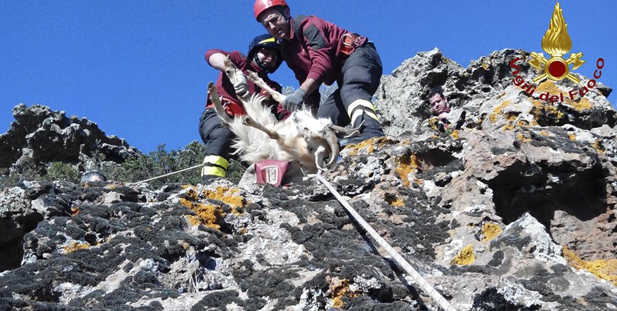 Sei capre in difficoltà in una parete verticale salvate dai Vigili del fuoco