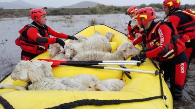 I Vigili del fuoco salvano gli animali dagli allagamenti