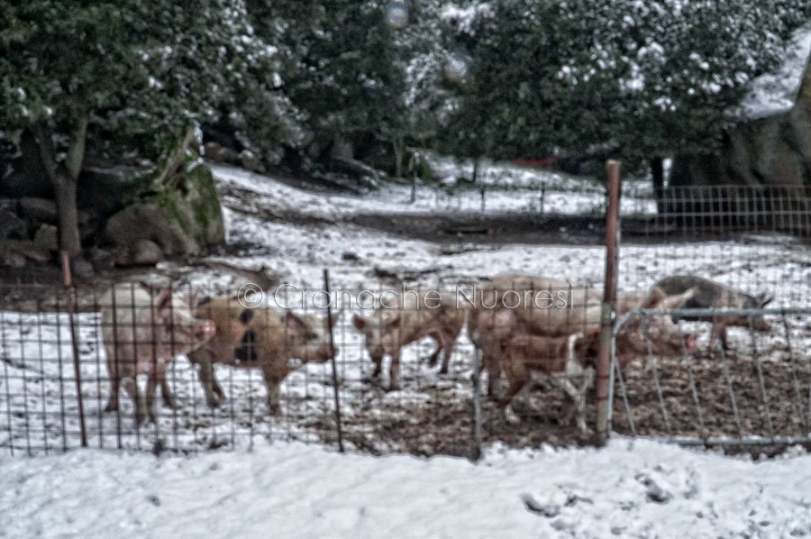 Peste suina africana: dopo le nevicate la Regione invita i sindaci a smaltire le carcasse dei maiali morti