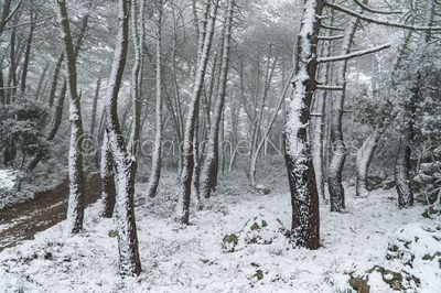 Paesaggio barbaricino innevato (foto S.Novellu)