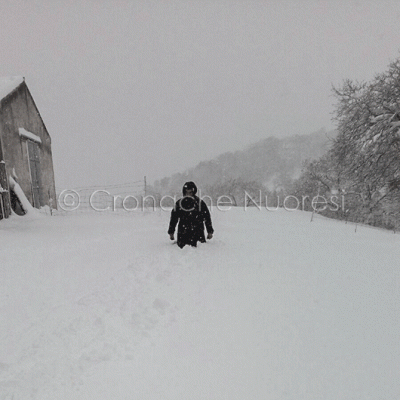 Orune, un pastore bloccato dalla neve in campagna