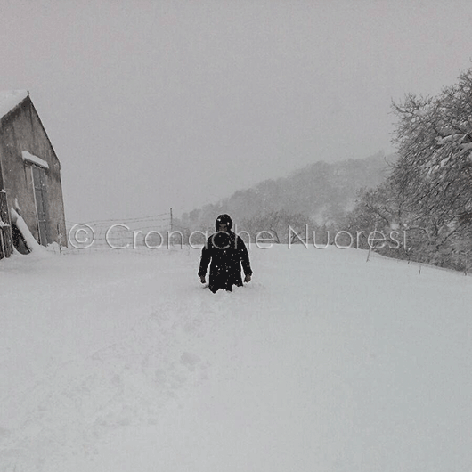 Emergenza neve. Orune: 12 ore senza luce, ovili crollati e pastori bloccati in campagna