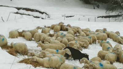 Gregge isolato in campagna tra la neve