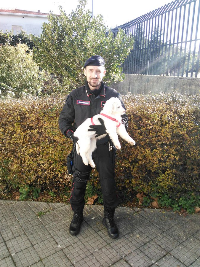 Cagnolina ferita e abbandonata in campagna salvata dai Carabinieri