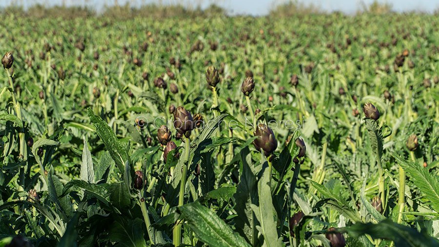 Coltivatori di carciofi in ginocchio, le gelate hanno fatto danni per 8mln di euro