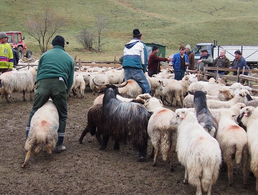 Stanziato un milione di euro per la lotta contro la Blue tongue