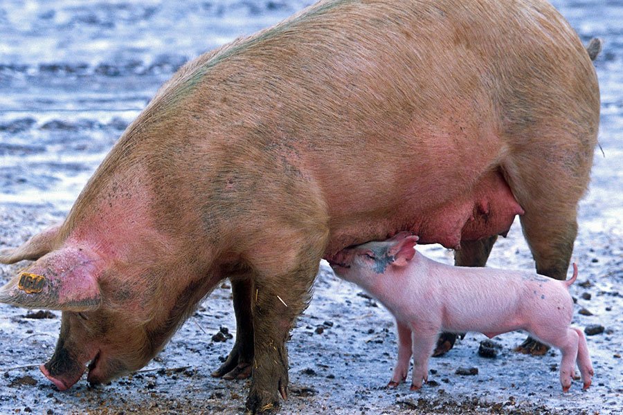 Peste suina africana. Nuovo focolaio ad Aritzo: tre capi morti e sette abbattuti