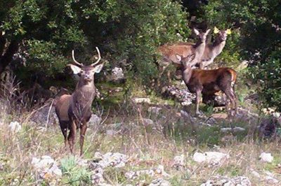 Alcuni esemplari di Cervo sardo