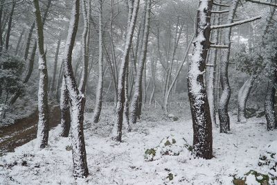 Uno scorcio del Monte Ortobene sotto la neve (foto S. Novellu)