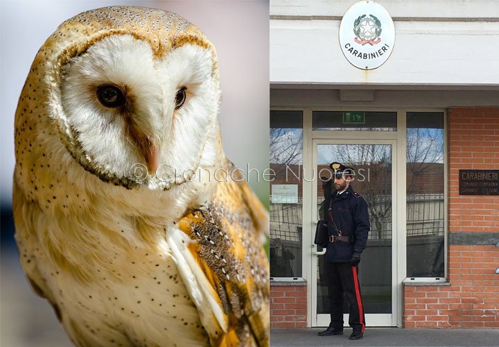 Barbagianni ferito messo in salvo dai Carabinieri