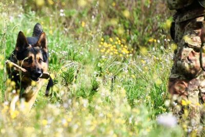Il cane dell'Unita cinofile Carabinieri