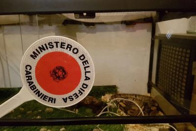 Il pitone tenuto in cantina