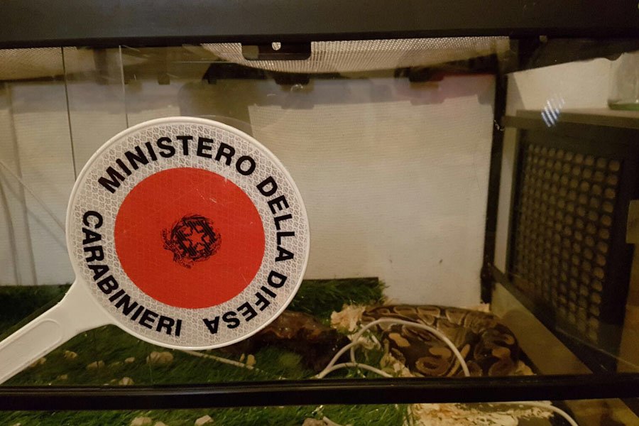 Pitone reale in cantina: denunciato il proprietario